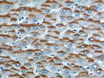 RFTN2 Antibody in Immunohistochemistry (Paraffin) (IHC (P))