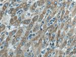 RFTN2 Antibody in Immunohistochemistry (Paraffin) (IHC (P))