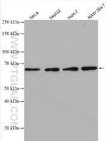 USP21 Antibody in Western Blot (WB)