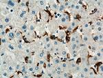 MSR1 Antibody in Immunohistochemistry (Paraffin) (IHC (P))