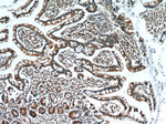 GCS1 Antibody in Immunohistochemistry (Paraffin) (IHC (P))