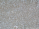 GCS1 Antibody in Immunohistochemistry (Paraffin) (IHC (P))