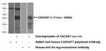 CACNG7 Antibody in Western Blot (WB)