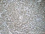 CYP2D6 Antibody in Immunohistochemistry (Paraffin) (IHC (P))