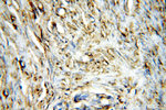 STS Antibody in Immunohistochemistry (Paraffin) (IHC (P))