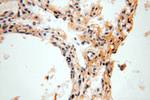 STS Antibody in Immunohistochemistry (Paraffin) (IHC (P))