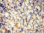 STS Antibody in Immunohistochemistry (Paraffin) (IHC (P))