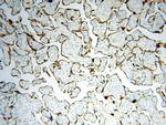 STS Antibody in Immunohistochemistry (Paraffin) (IHC (P))