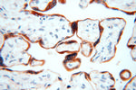 STS Antibody in Immunohistochemistry (Paraffin) (IHC (P))