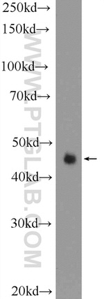 TP53INP1 Antibody in Western Blot (WB)