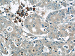 MMP3 Antibody in Immunohistochemistry (Paraffin) (IHC (P))