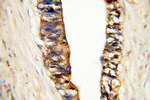 MMP3 Antibody in Immunohistochemistry (Paraffin) (IHC (P))