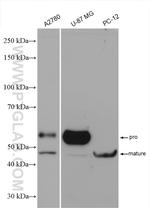 MMP3 Antibody in Western Blot (WB)