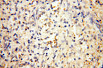 MMP8 Antibody in Immunohistochemistry (Paraffin) (IHC (P))