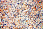 MMP8 Antibody in Immunohistochemistry (Paraffin) (IHC (P))