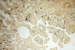 MMP8 Antibody in Immunohistochemistry (Paraffin) (IHC (P))