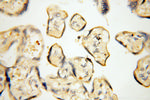 MMP8 Antibody in Immunohistochemistry (Paraffin) (IHC (P))