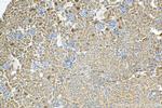 RANBP3L Antibody in Immunohistochemistry (Paraffin) (IHC (P))