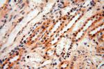 CAMSAP2 Antibody in Immunohistochemistry (Paraffin) (IHC (P))