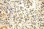 CAMSAP2 Antibody in Immunohistochemistry (Paraffin) (IHC (P))