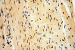 CAMSAP2 Antibody in Immunohistochemistry (Paraffin) (IHC (P))