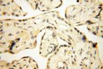 CAMSAP2 Antibody in Immunohistochemistry (Paraffin) (IHC (P))