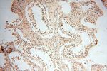 CAMSAP2 Antibody in Immunohistochemistry (Paraffin) (IHC (P))