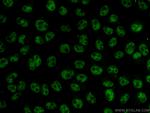 THOC7 Antibody in Immunocytochemistry (ICC/IF)