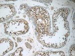 THOC7 Antibody in Immunohistochemistry (Paraffin) (IHC (P))