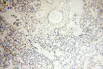 THOC7 Antibody in Immunohistochemistry (Paraffin) (IHC (P))