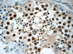 THOC7 Antibody in Immunohistochemistry (Paraffin) (IHC (P))