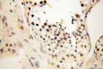 THOC7 Antibody in Immunohistochemistry (Paraffin) (IHC (P))