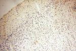 THOC7 Antibody in Immunohistochemistry (Paraffin) (IHC (P))