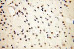 THOC7 Antibody in Immunohistochemistry (Paraffin) (IHC (P))