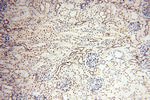 THOC7 Antibody in Immunohistochemistry (Paraffin) (IHC (P))