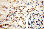 THOC7 Antibody in Immunohistochemistry (Paraffin) (IHC (P))