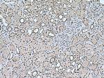 THOC7 Antibody in Immunohistochemistry (Paraffin) (IHC (P))