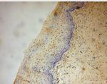 DGKQ Antibody in Immunohistochemistry (Paraffin) (IHC (P))