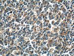 ADAMDEC1 Antibody in Immunohistochemistry (Paraffin) (IHC (P))