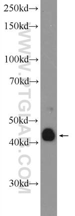 ADAMDEC1 Antibody in Western Blot (WB)