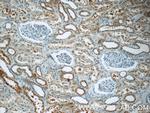 EPO Antibody in Immunohistochemistry (Paraffin) (IHC (P))