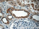 EPO Antibody in Immunohistochemistry (Paraffin) (IHC (P))