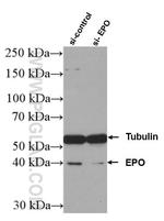 EPO Antibody in Western Blot (WB)