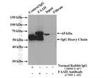 FAAH Antibody in Immunoprecipitation (IP)