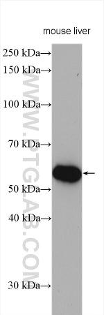 FAAH Antibody in Western Blot (WB)