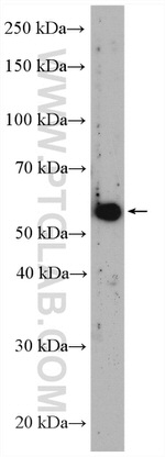 FAAH Antibody in Western Blot (WB)