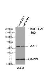 FAAH Antibody in Western Blot (WB)