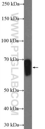 FAAH Antibody in Western Blot (WB)