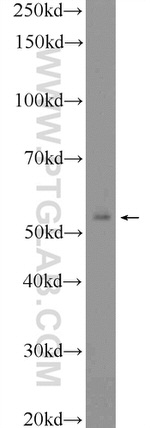 FAAH Antibody in Western Blot (WB)