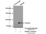 MDMX Antibody in Western Blot (WB)